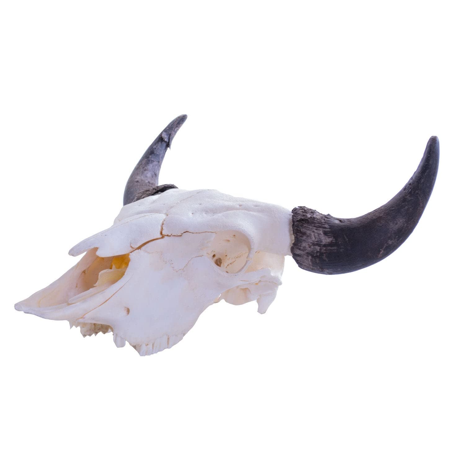 Amazon.co.jp: Clear Creek Trading Real Bone American Bison